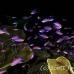 anthias_purple_cc_mb_h_0369_png5992.jpg